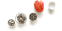 prebioticum