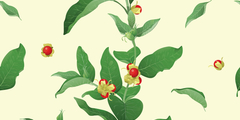 Ashwagandha of Withania somnifera