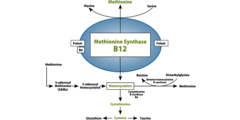 B12 Schema