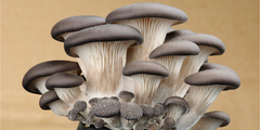 Paddenstoelen van bij ons