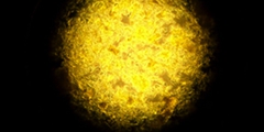Co-enzym Q1O-kristal