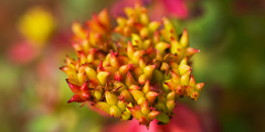 Rhodiola rosea