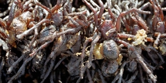 Vitamine K uit insekten?