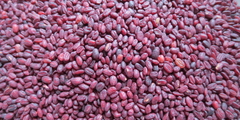 Red yeast rice