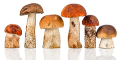 Paddenstoelen, voedzaam en lekker