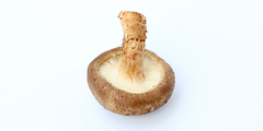 AHCC uit shiitake immuunversterkend