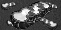Mitochondrion