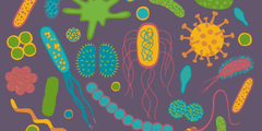 Polyfenolen als prebiotica
