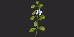 Bacopa monnieri