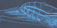 Calanus