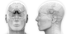Hypothalamus