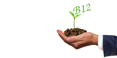Plantaardige vitamine B12 