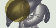 Galzuren en microbiota