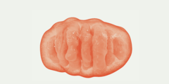 Mitochondriën en voeding