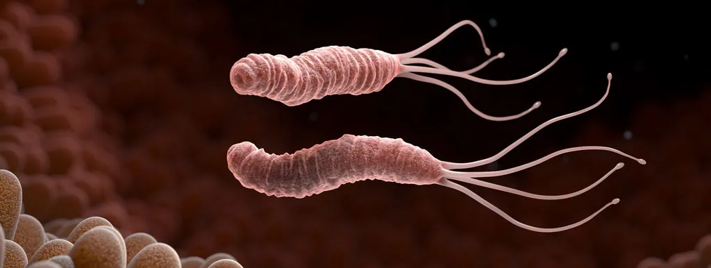 Probiotica gaan helicobacter te lijf