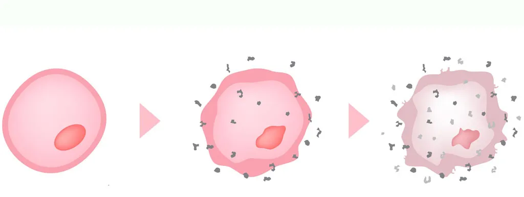 Oxidatieve stress uit balans: niet goed voor het hart