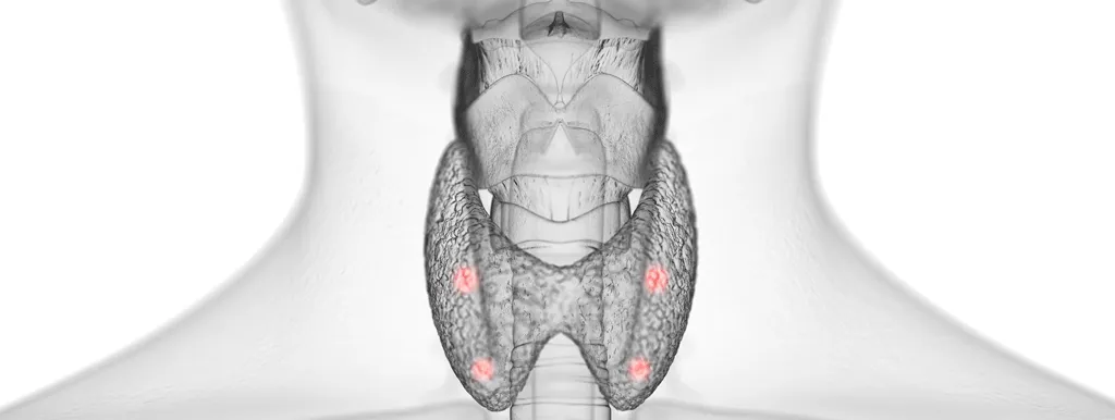 Pre- en probiotica weinig invloed op schildklier