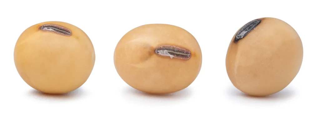 Soja ter preventie van borstkanker