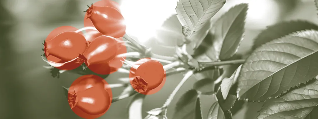 Berberine als farmaceutisch diabetesmedicijn